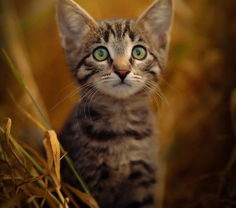Котенок в поле