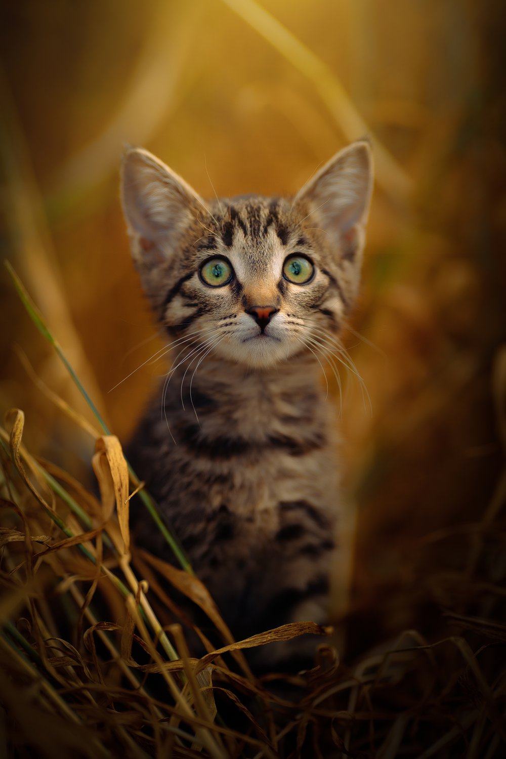 Котенок в поле