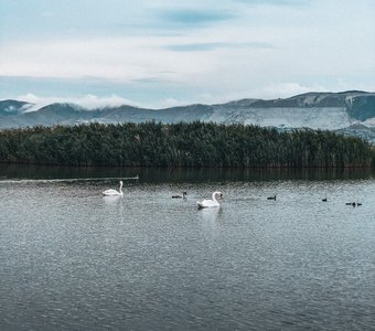 Лебеди в Суджукской лагуне, г. Новороссийск