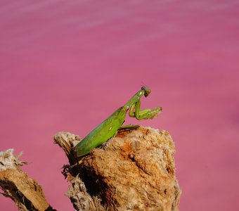 Солёный богомол на розовом озере