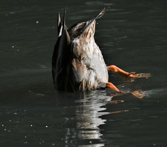 Портрет кряквы наоборот