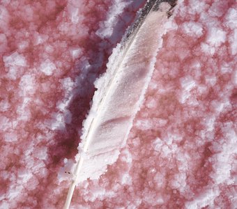 Соленое перо на розовом озере