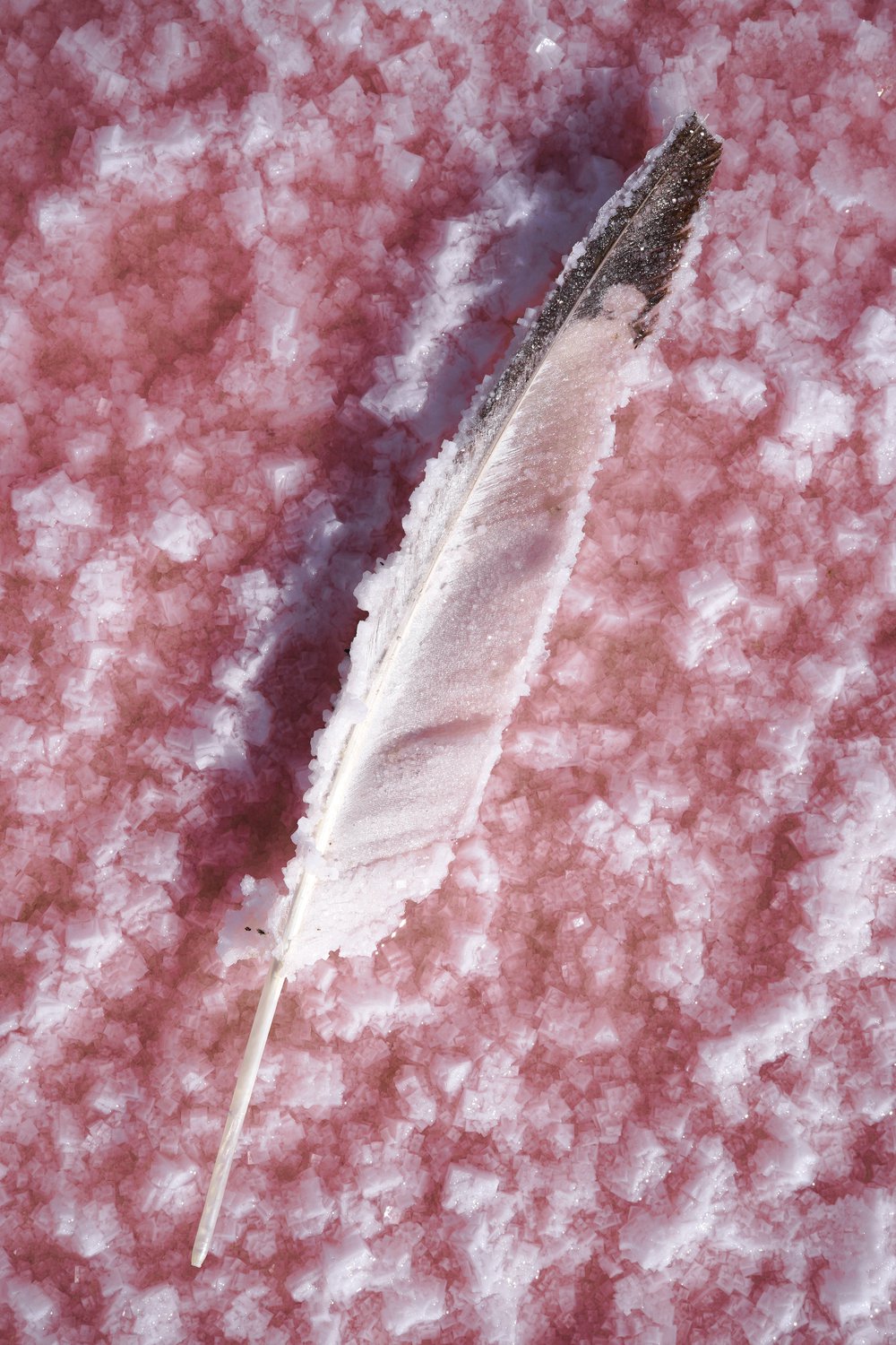 Соленое перо на розовом озере