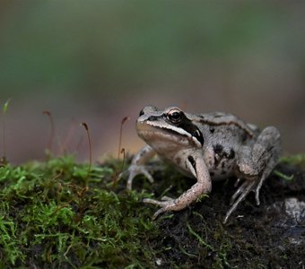 В ожидании принца
