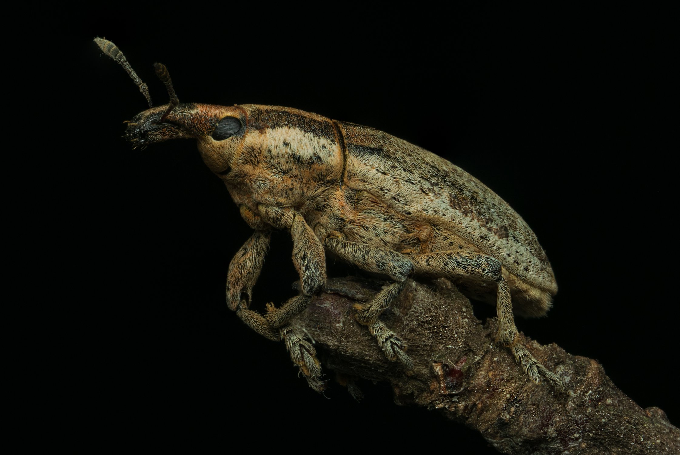 Гриша ржавой