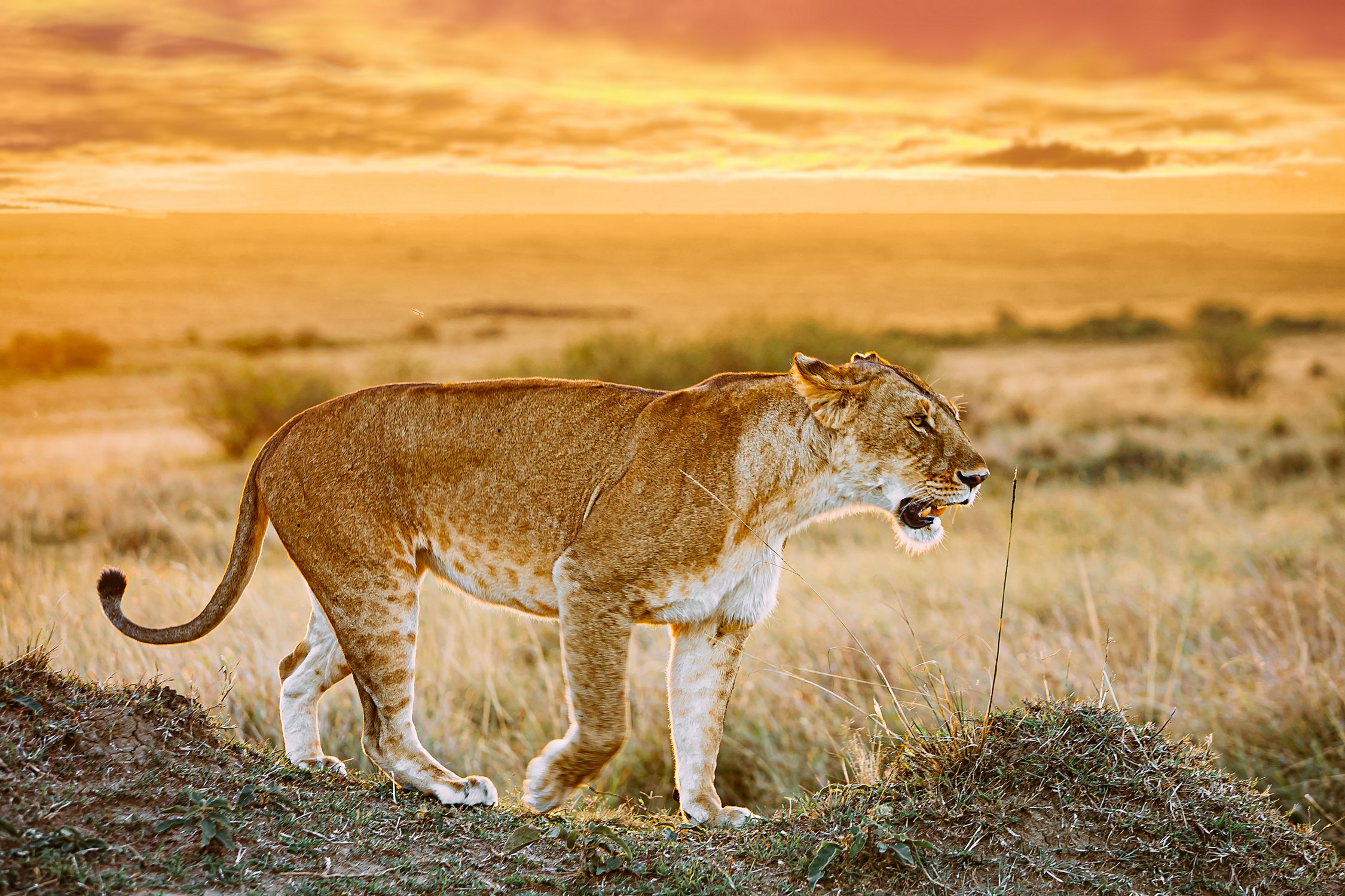 Львица в Масаи Мара