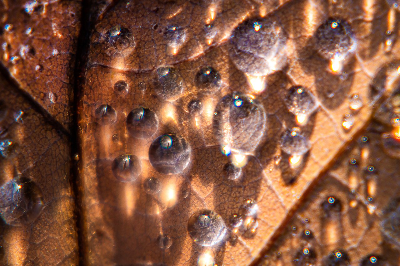 Замерзшая роса