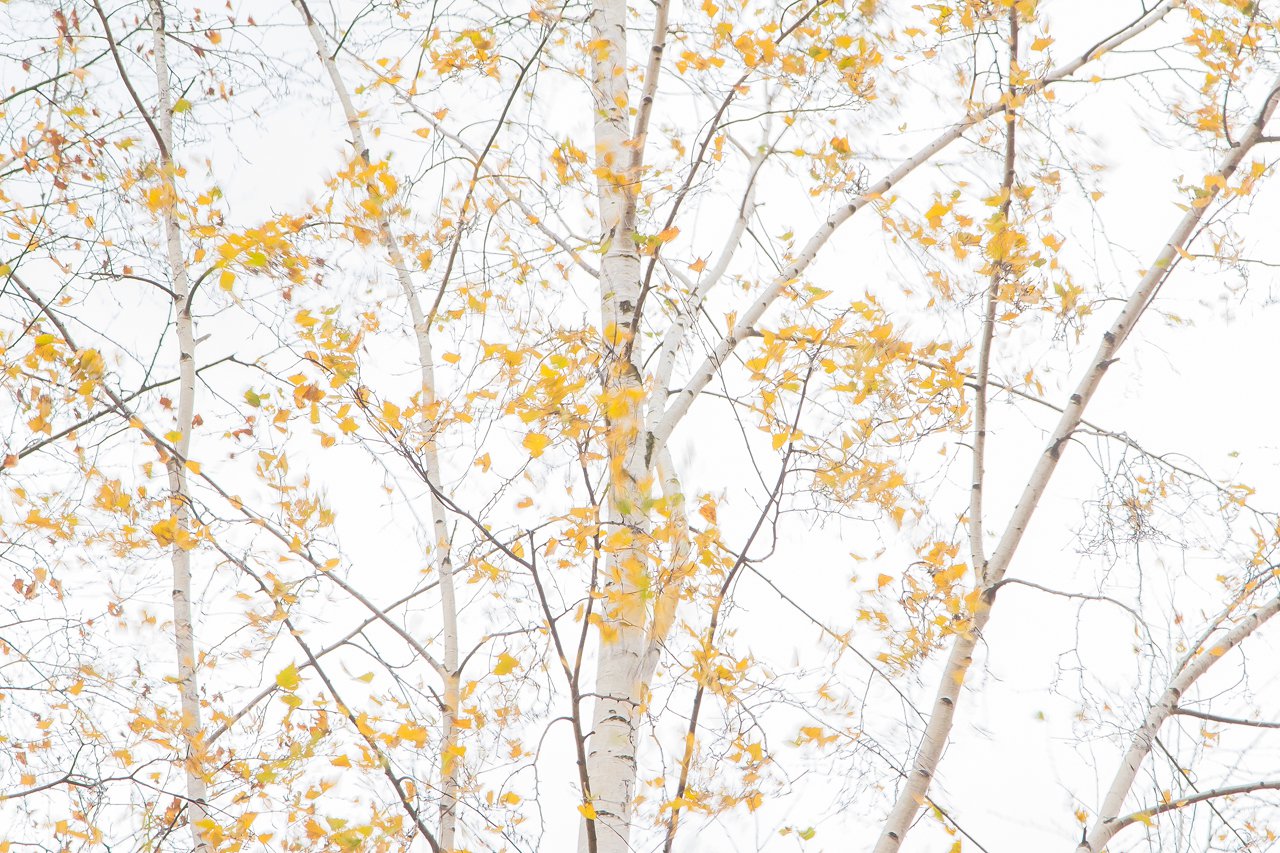 Осенние березы на ветру