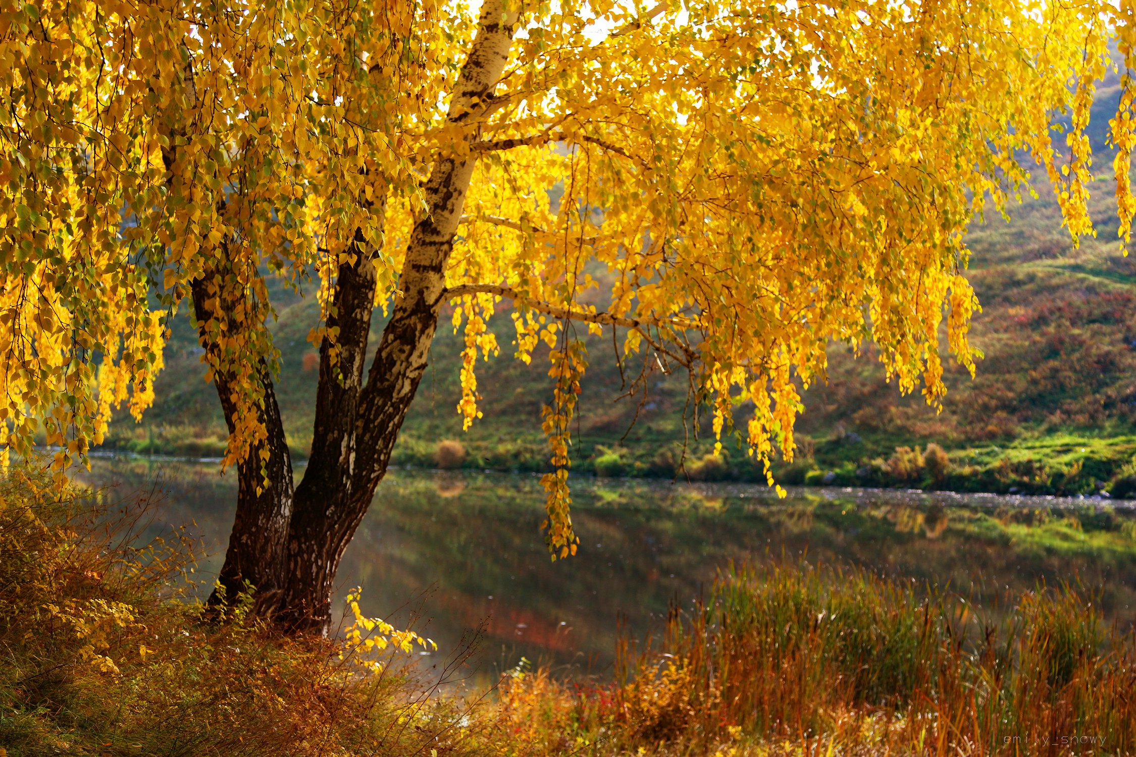 Солнечное дерево