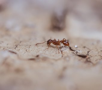 красный муравей