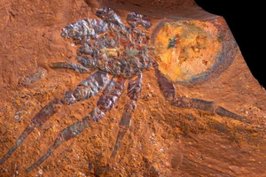 Поразительные окаменелости эпохи миоцена обнаружены в Австралии