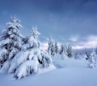 В зимнем лесу. Пермский край, средний Урал, Январь 2022г.