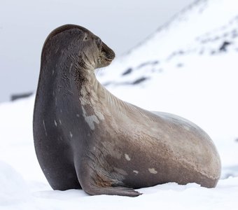 Тюлень созерцает просторы Антарктиды