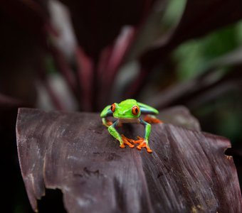 Лягушка исследует природу Коста-Рики