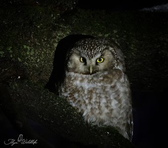 Мохноногий сыч