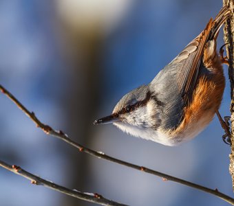 Вижу цель .