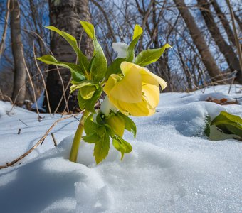 Морозник - цветок зимы