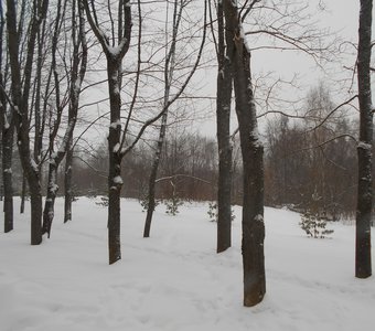 Деревья и снег