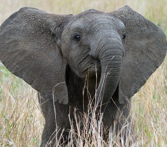 Маленький африканский слоненок. ЮАР, Национальный парк Крюгера.