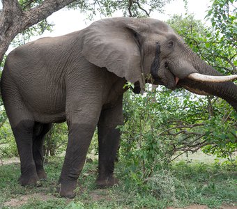 Иногда и слону хочется почесаться. ЮАР, Национальный парк Крюгера