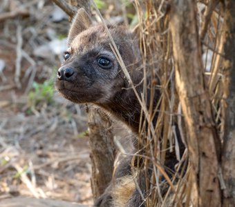 Детеныш пятнистой гиены. ЮАР, Национальный парк Крюгера.