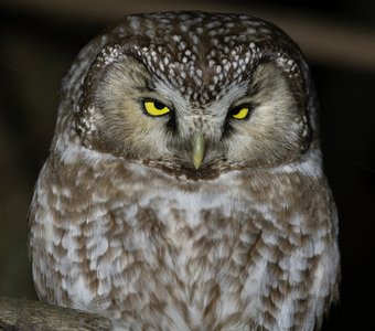 Мохноногий сыч