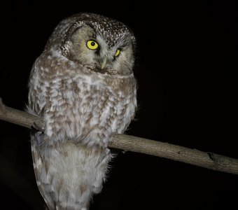 Мохноногий сыч