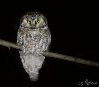 Мохноногий сыч