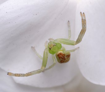 Мизумена косолапая или паук цветочный