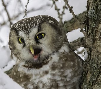 В ожидании ночи