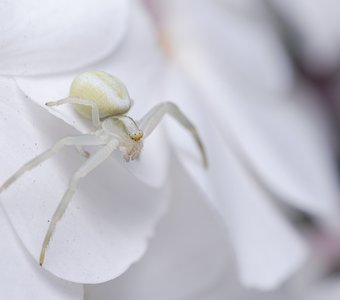 Мизумена косолапая или паук цветочный