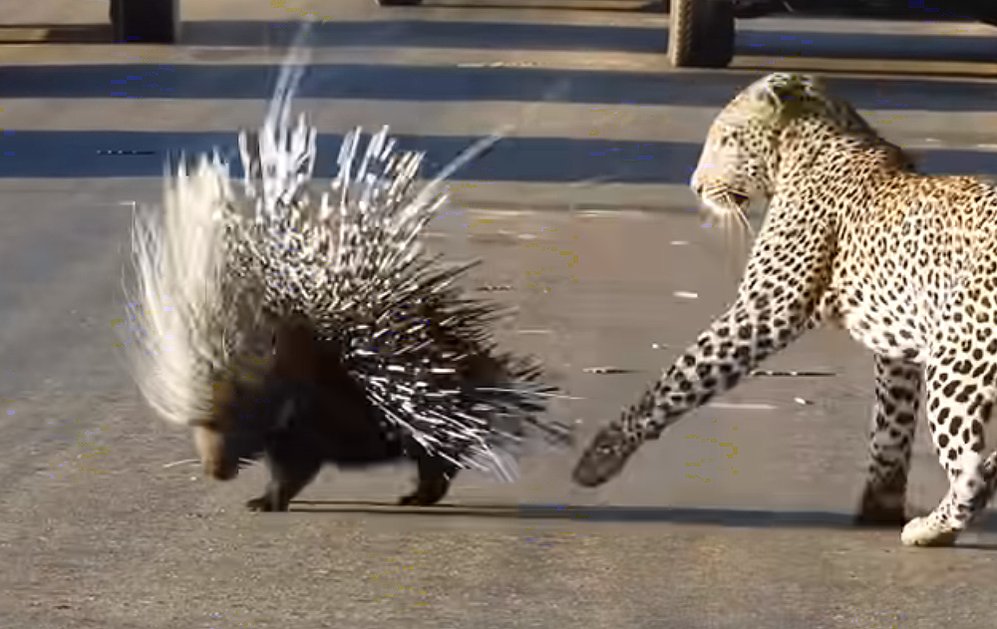 Фото: Latest Sightings/YouTube