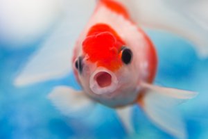 Рыбы разговаривают о сексе уже 155 миллионов лет: исследование