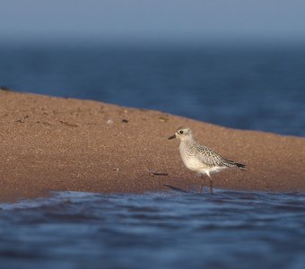 Тулес