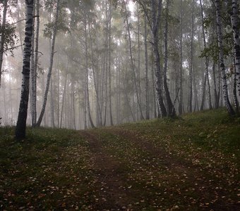 Утро в березовом лесу