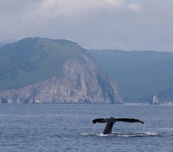 Горбатый кит в Авачинском заливе