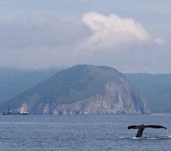 Горбатый кит в Авачинском заливе
