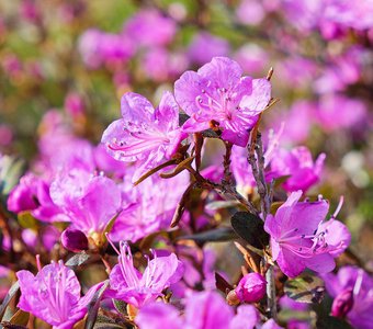 Маральник цветет