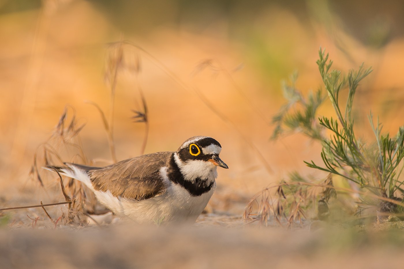 Зуёк летним вечером