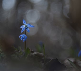 Лесной фонарик