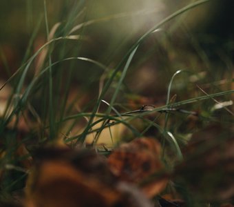 Загадочный лес