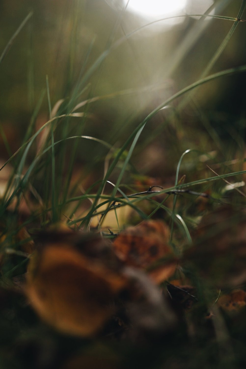 Загадочный лес