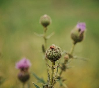 Неколючие колючки
