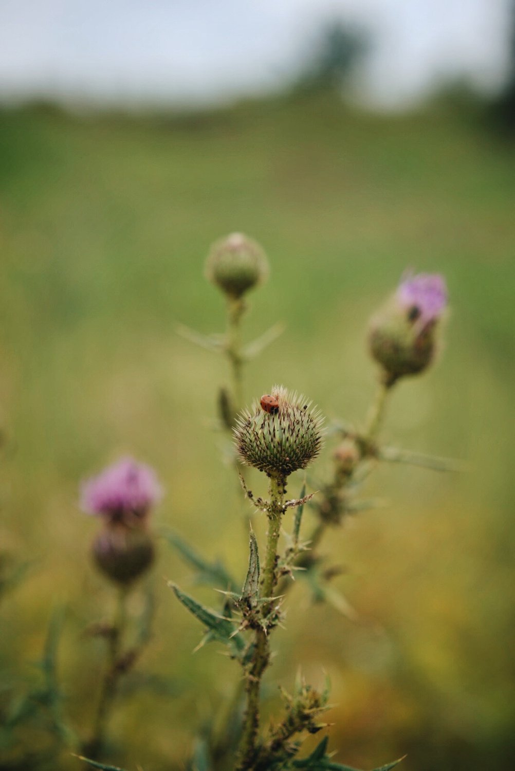 Неколючие колючки