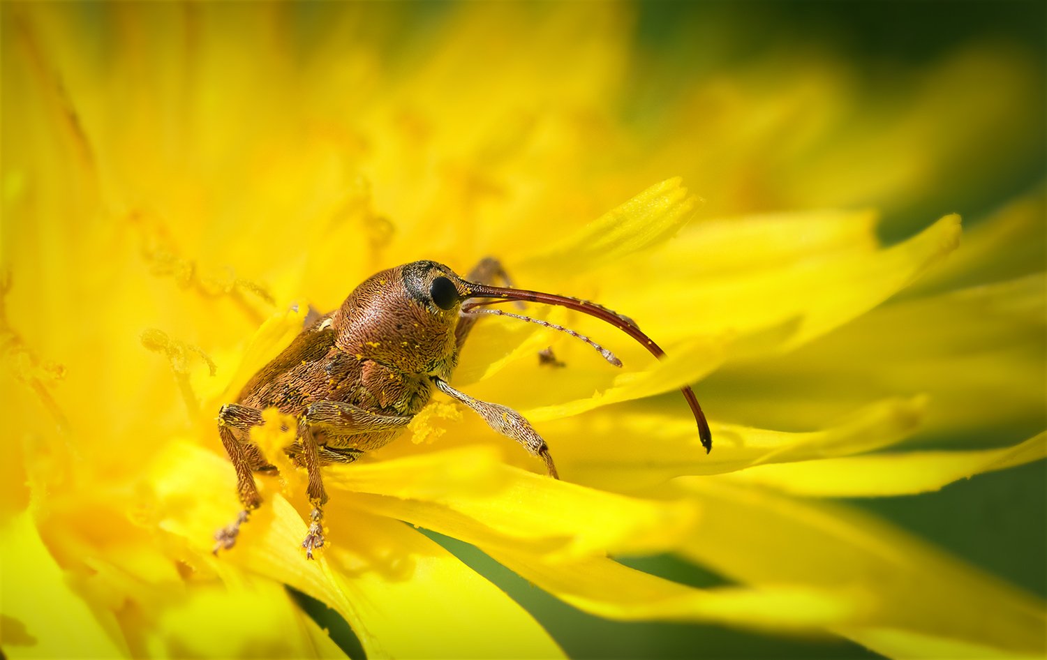 Солнечный кардинал
