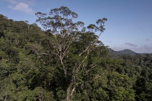 Ученые добрались до самого высокого дерева Амазонии