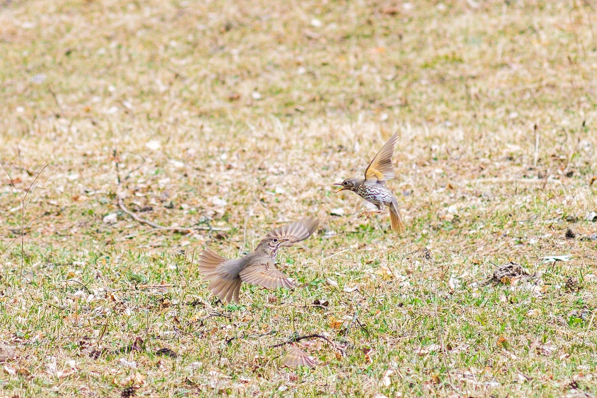 Первенство