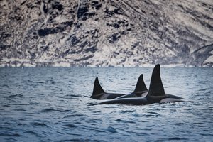 Косатки и горбатые киты устроили схватку у берегов США