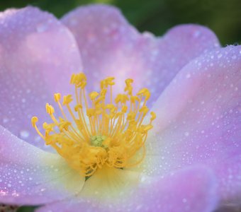 Нежность в лепестках