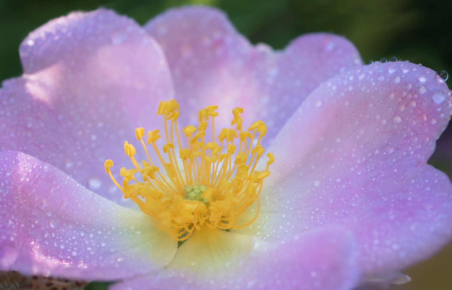 Нежность в лепестках